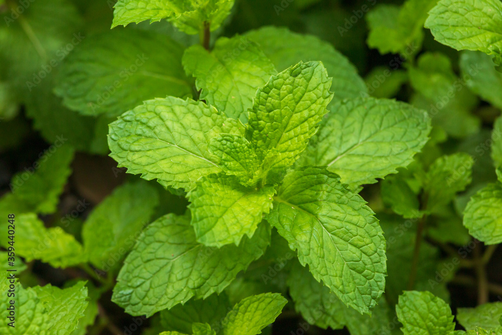 Peppermint green leaves