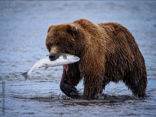 Coastal brown bear or Grizzly Bear (Ursus Arctos) with a silver salmon or coho salmon (Oncorhynchus kisutch) it has caught. Cook Inlet.  South Central Alaska. United States of America.