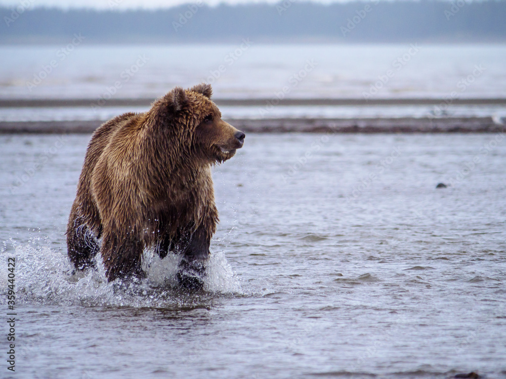 Coastal brown bear, also known as Grizzly Bear (Ursus Arctos) chasing silver salmon or coho salmon (Oncorhynchus kisutch). Cook Inlet. South Central Alaska. United States of America (USA). Coastal brown bear, also known as Grizzly Bear (Ursus Arctos) chasing silver salmon or coho salmon (Oncorhynchus kisutch). Cook Inlet. South Central Alaska. United States of America (USA).