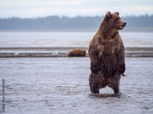 Tableau sur toile Coastal brown bear, also known as Grizzly Bear (Ursus Arctos)
