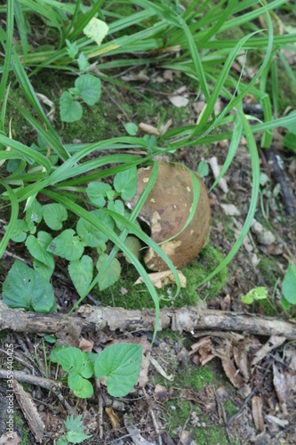  Boletus Mushroom grows in a summer forest