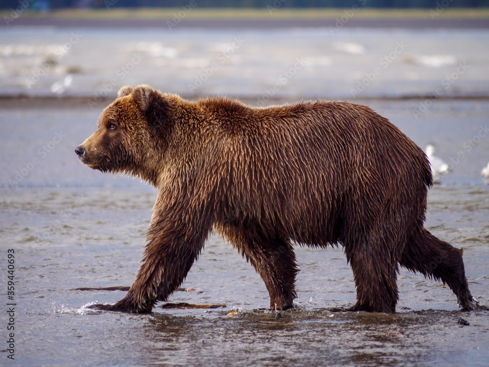 Coastal brown bear, also known as Grizzly Bear (Ursus Arctos). South