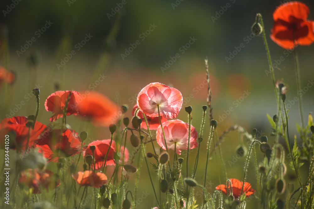 Obraz premium Coquelicot