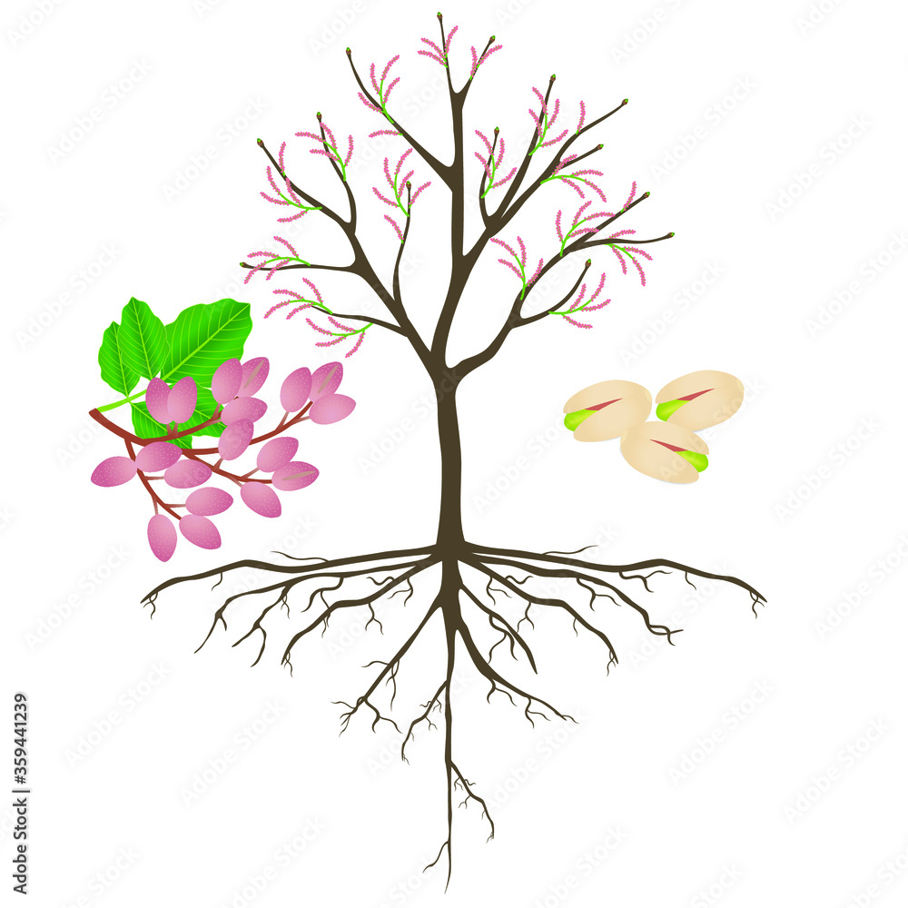 Pistachio tree with roots and flowers with fruits.