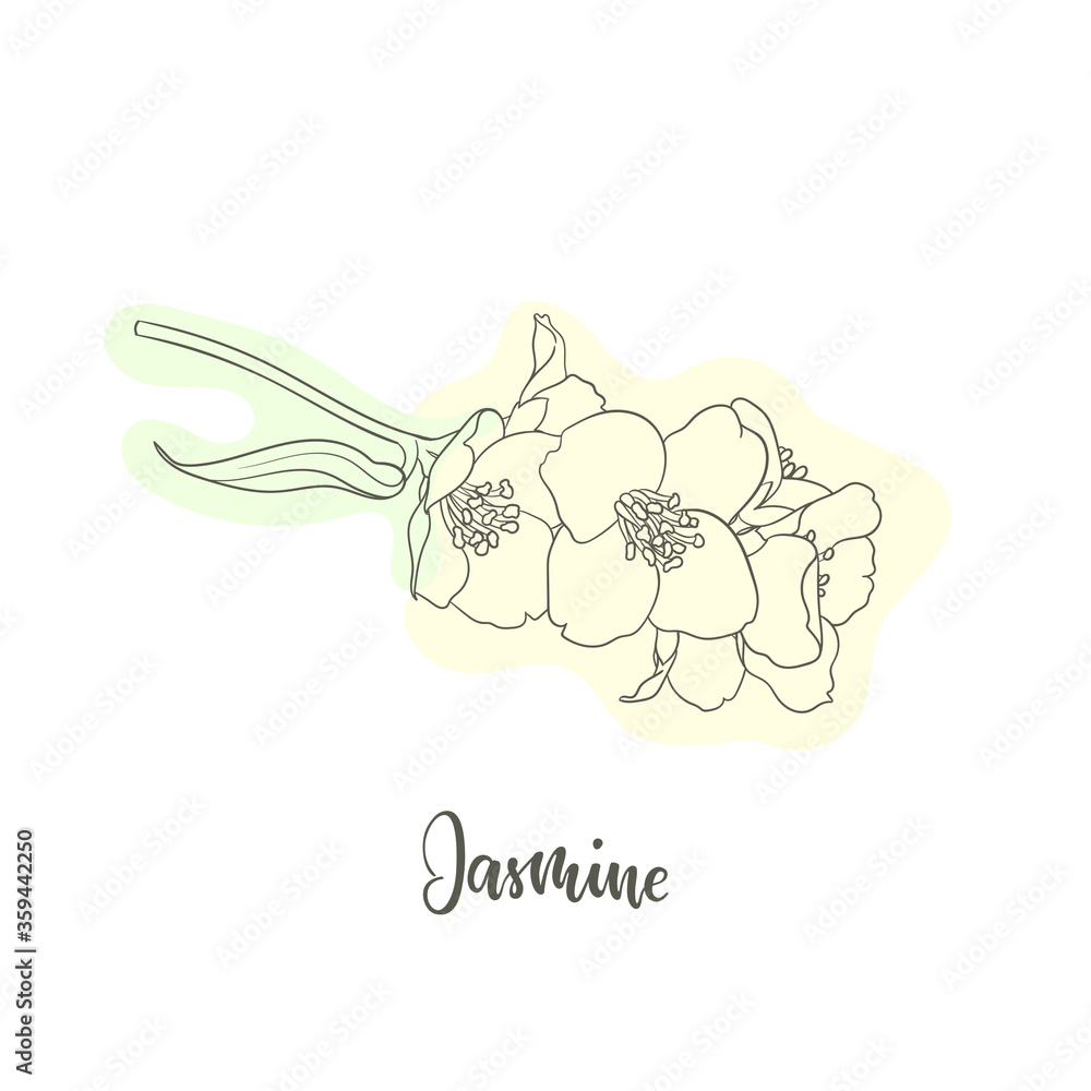 black and white branch flower jasmine outline with minimal simple shape. Hand-draw contour line and strokes branch flowers. Design element for greeting card and invitation