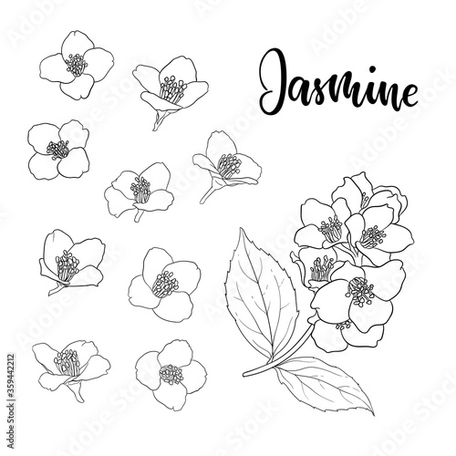 set of beautiful flower jasmine outline isolated on white background. Hand-draw contour line and strokes. greeting card and invitation of wedding, birthday, mother's day and other seasonal holiday