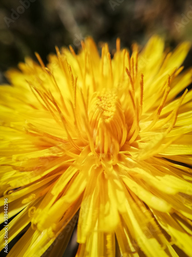 yellow dandelion close up. Macro photography