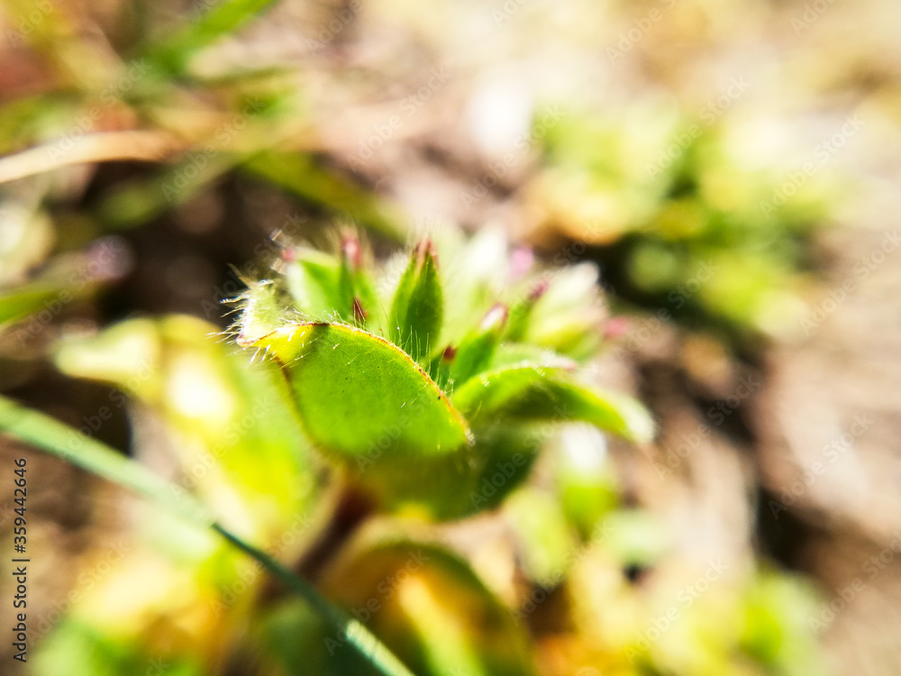 close up of a tiny flower. Macro photography of nature. close up of a tiny flower. Macro photography of nature.