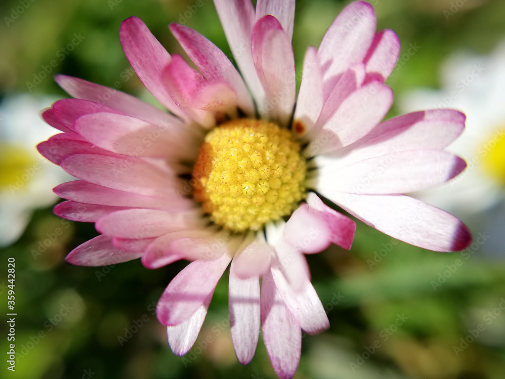 pink daisy flower in close-up. Macro photography of nature. pink daisy flower in close-up. Macro photography of nature.