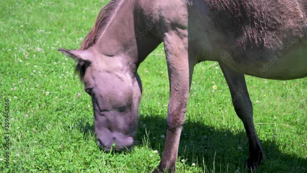 Horse grazes in a pasture in sunshine Horse grazes in a pasture in sunshine
