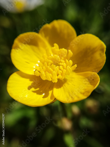 yellow flower in the garden. Macro photography of nature