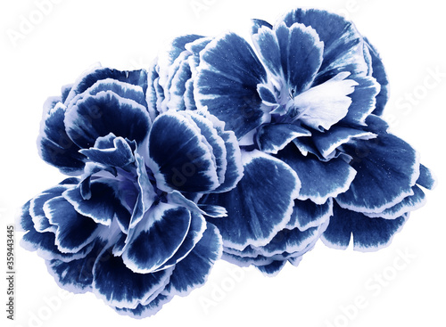 flower carnations white-blue isolated on a white background. No shadows with clipping path. Close-up. Nature.