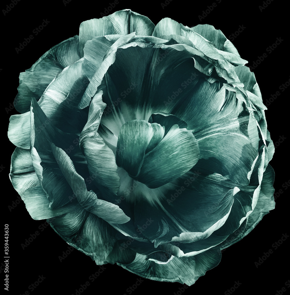 Obraz premium tulip flower turquoise. isolated on the black background. No shadows with clipping path. Close-up. Nature.