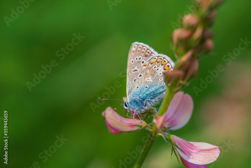 A beautiful butterfly sits on a flower. Photographed close-up.