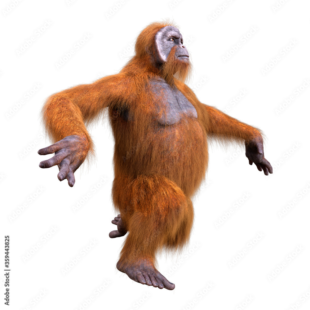 3D Rendering Orangutan on White