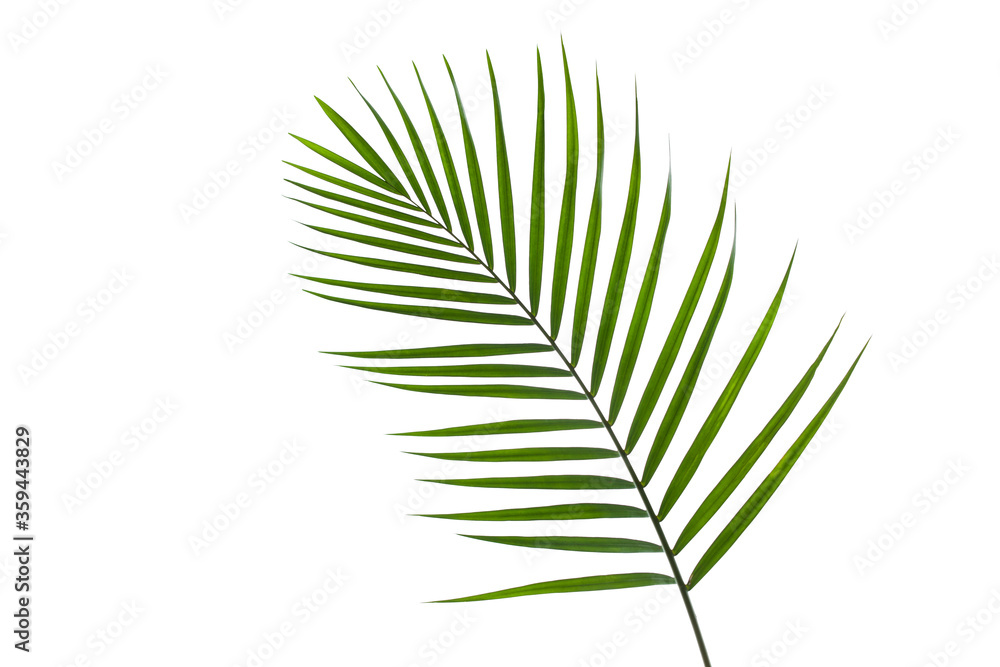 Fototapeta premium leaves of coconut palm tree isolated on white background with clipping path for design elements, tropical leaf, summer background