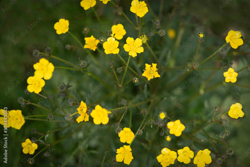 Ranunculus carinthiacus bush, yellow mountain flower field Ranunculus carinthiacus bush, yellow mountain flower field