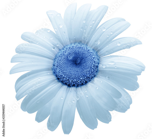 flower blue daisy. isolated on a white background. No shadows with clipping path. Close-up. Nature.