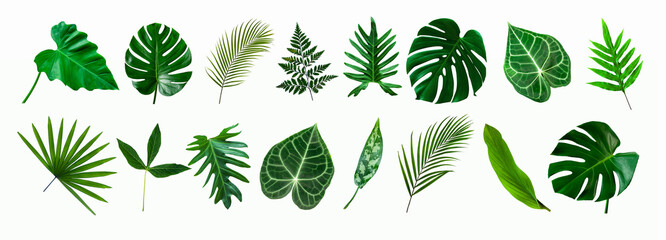 set of green monstera palm and tropical plant leaf isolated on white background for design elements, Flat lay