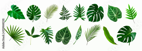 Fotografia set of green monstera palm and tropical plant leaf isolated on white background
