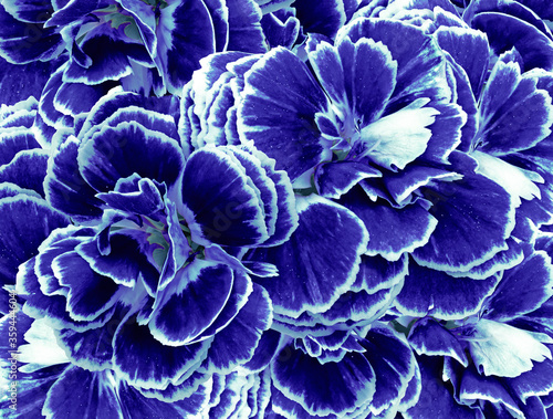 A bouquet of blue flowers carnations. Close-up. Flower composition. Nature.