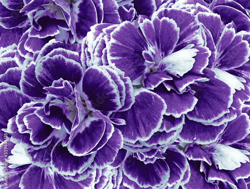 A bouquet of purple flowers carnations. Close-up. Flower composition. Nature.