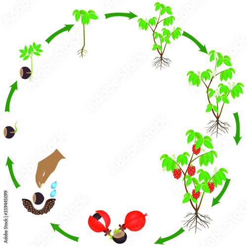Life cycle of guarana plant on a white background.