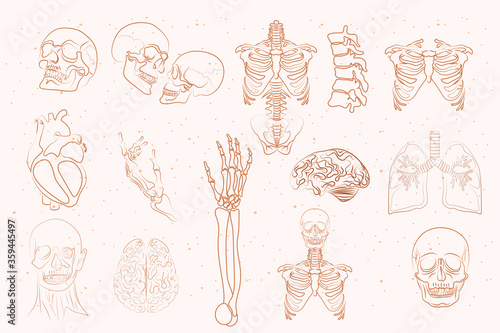 Set of Anatomy elements in one line. Human skeleton and inner organs skull, brain, lungs, spine, thigh, heart, ribs. Editable vector illustration.