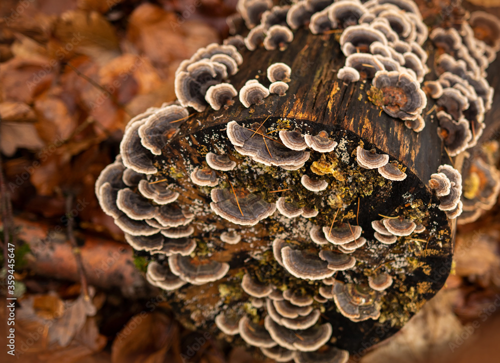 Mushrooms on a tree trunk Mushrooms on a tree trunk
