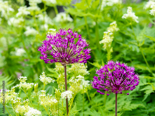 Purple onion flowers, Allium hollandicum ´Purple sensation´blooming in a garden, closeup with selective focus and copy space photo