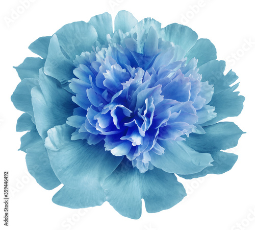 flower turquoise peony. Flower isolated on a white background. No shadows with clipping path. Close-up. Nature.