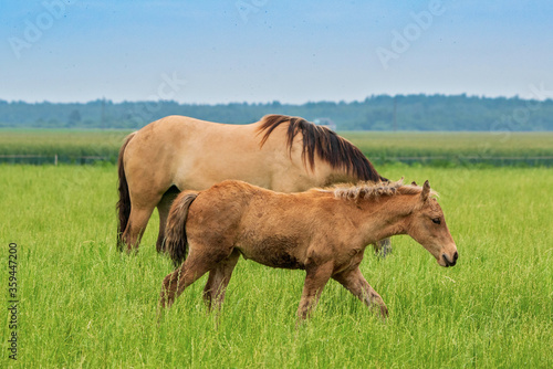 A pair of horses are grazing on the field in cloudy weather. Close-up photo.