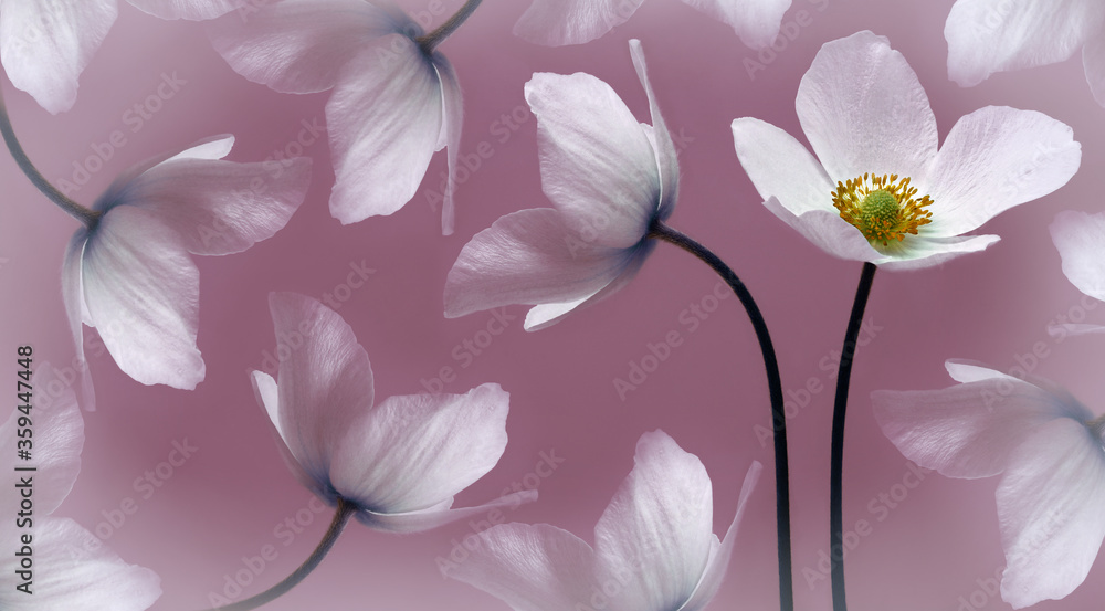 Obraz premium White beautiful primrose. Flowers on a green stem. Studio shot. Nature.