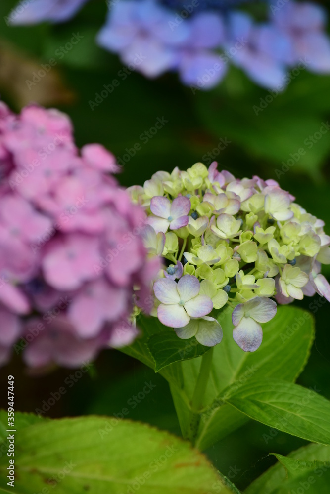 hydrangea hydrangea