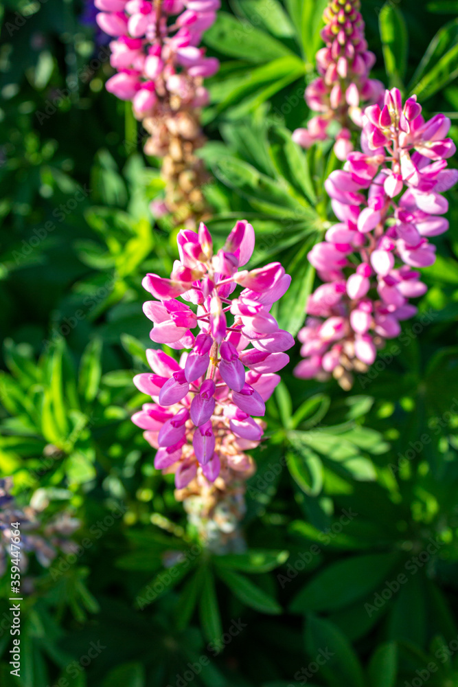 Lupine flowers in the open air, on the field, close-up. Lupine flowers in the open air, on the field, close-up.