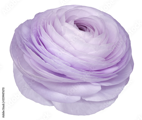 flower light  purple rose. .Flower isolated on a white background. No shadows with clipping path. Close-up. Nature.