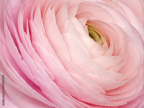 Pink rose flower close-up. Macro photo. Nature. photo