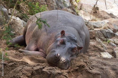 Hippo Hippopotamus amphibious Africa Safari Portrait Water Out open roar