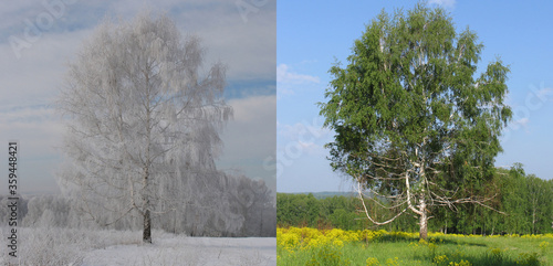 Lonely birch in the field in winter and summer.