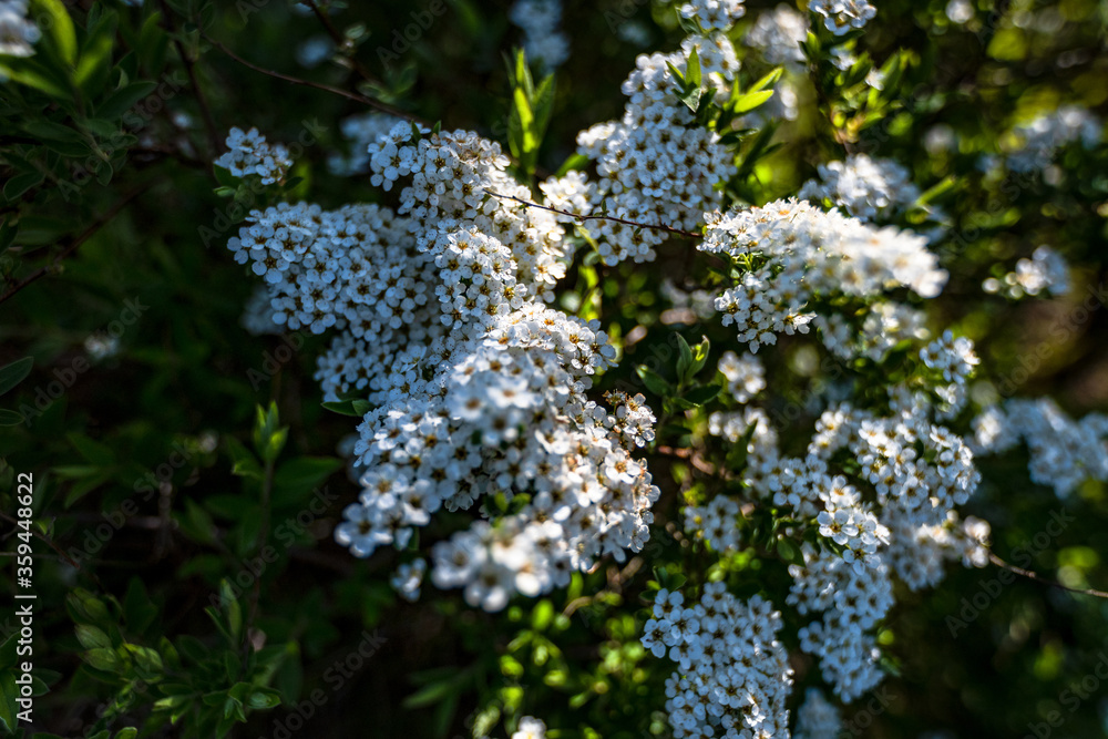Obraz premium Gartenblumen im April