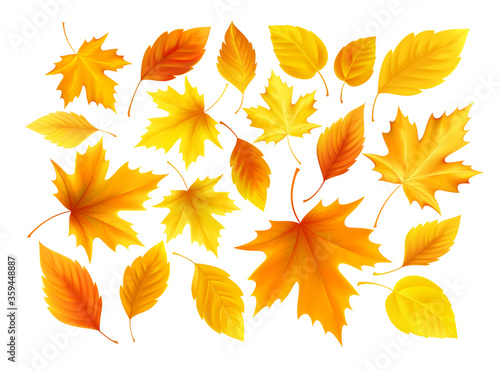 Set of realistic autumn yellow, red, orange leaves isolated on a white background. Vector illustration