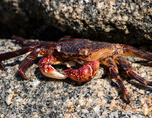 Crab Resting under a Rock