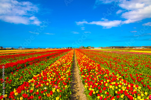 Bright colorful tulip field in spring.