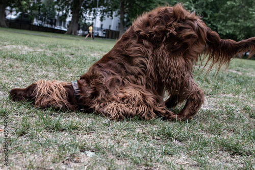 dogs 