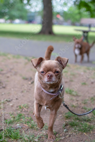dogs 