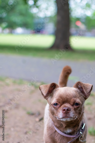 dogs 