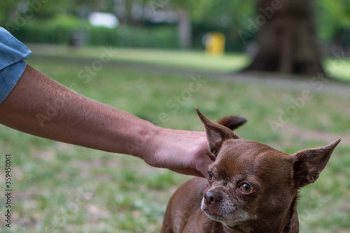 dogs 