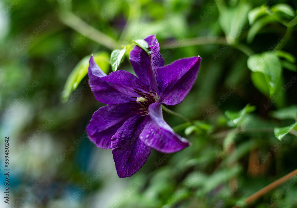 macro violet summer flower 