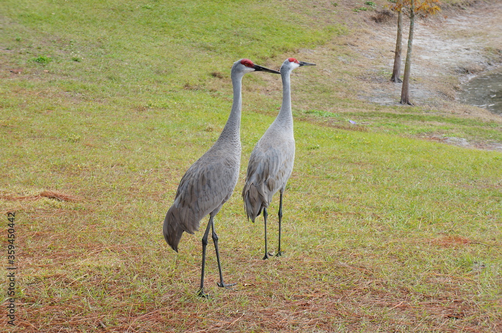 Fototapeta premium sandhill crane couple are looking for a food in grass