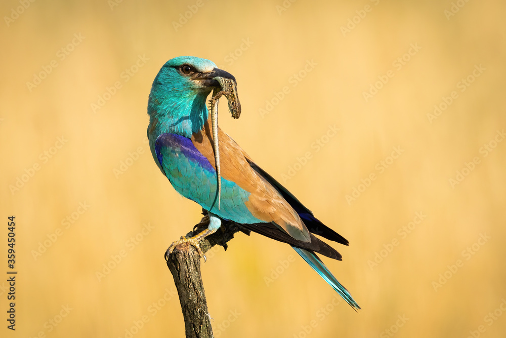 Obraz premium European roller sitting on a twig and looking back over shoulder in summer nature and holding killed lizard casting shadow on its feathers. Bird with catch perched in nature with copy space